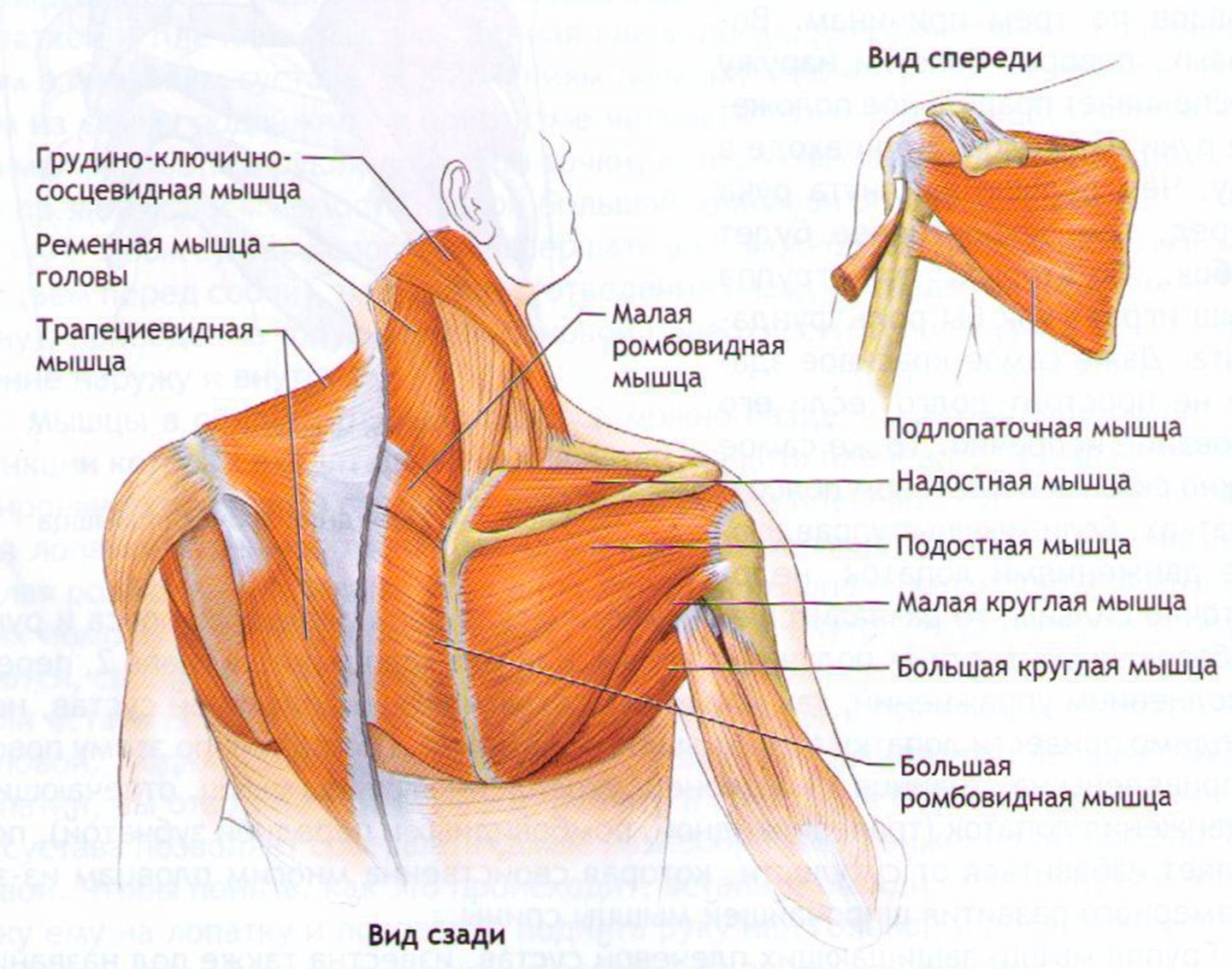 Строение мышц шеи и плечевого пояса сзади